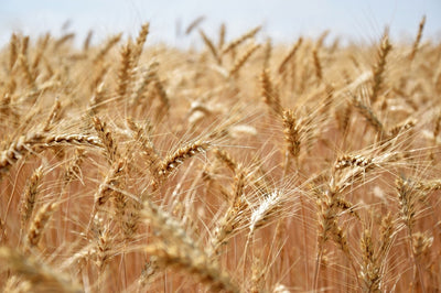 Ein reifes Weizenfeld mit goldenen Ähren, die dicht beieinanderstehen und sanft im Wind wiegen. Die reifen Getreideähren sind deutlich sichtbar, ihre langen Halme strecken sich in alle Richtungen und fangen das Licht eines sonnigen Tages ein. 