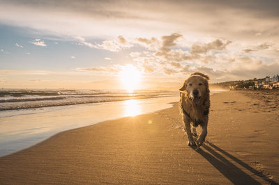 Nasser Hund läuft glücklich am Strand bei Sonnenuntergang entlang, goldenes Licht auf Sand und Meer.