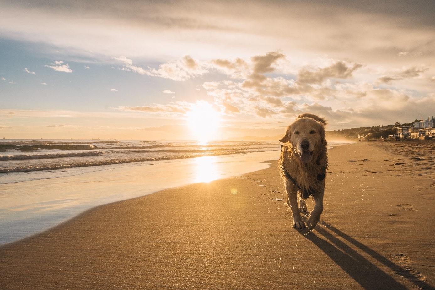 Nasser Hund läuft glücklich am Strand bei Sonnenuntergang entlang, goldenes Licht auf Sand und Meer.