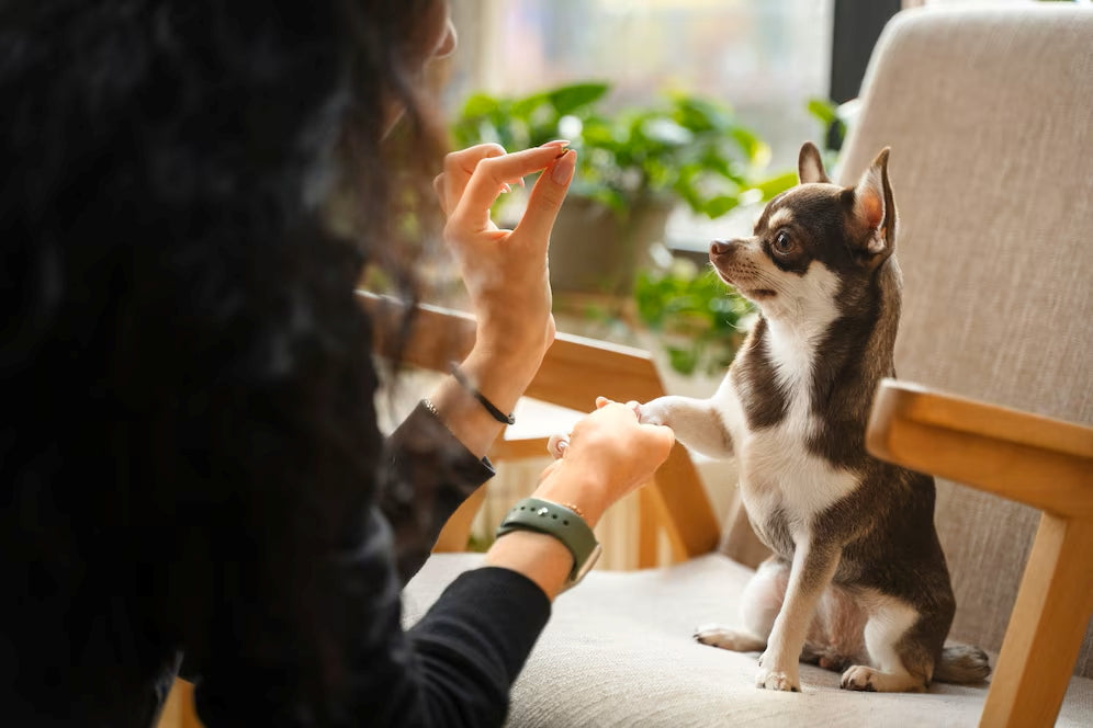 Eine Frau trainiert einen Chihuahua mit einem Leckerli, während der Hund auf einem Stuhl sitzt und die Pfote gibt.