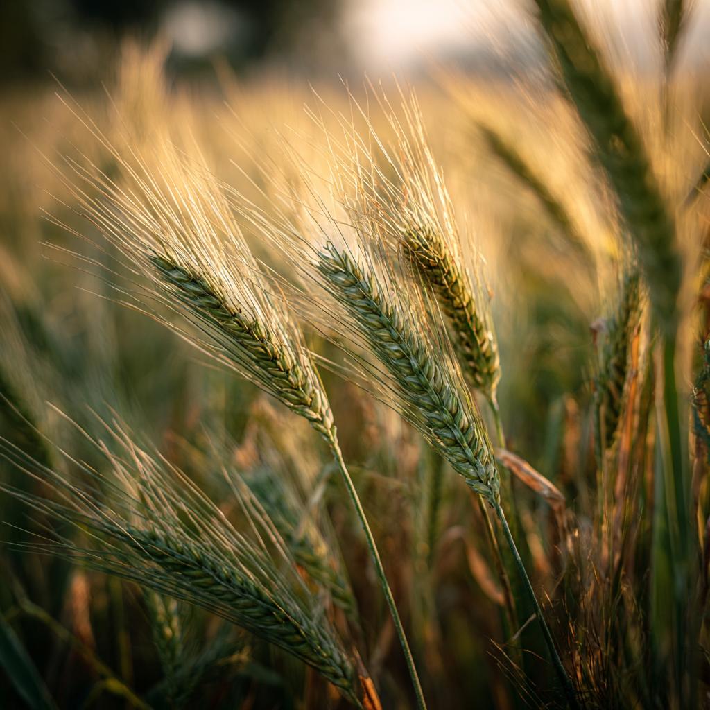Getreide & Gluten in der Hundeernährung