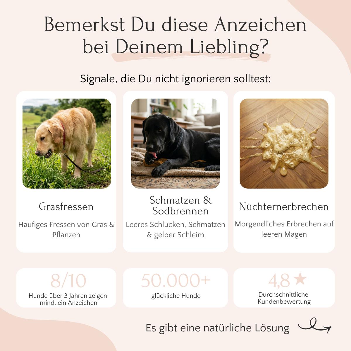 Drei Bilder von Hunden mit Symptomen - GASTRO Pulver von FAVLY Petfood als Lösung für Grasfressen & Sodbrennen.