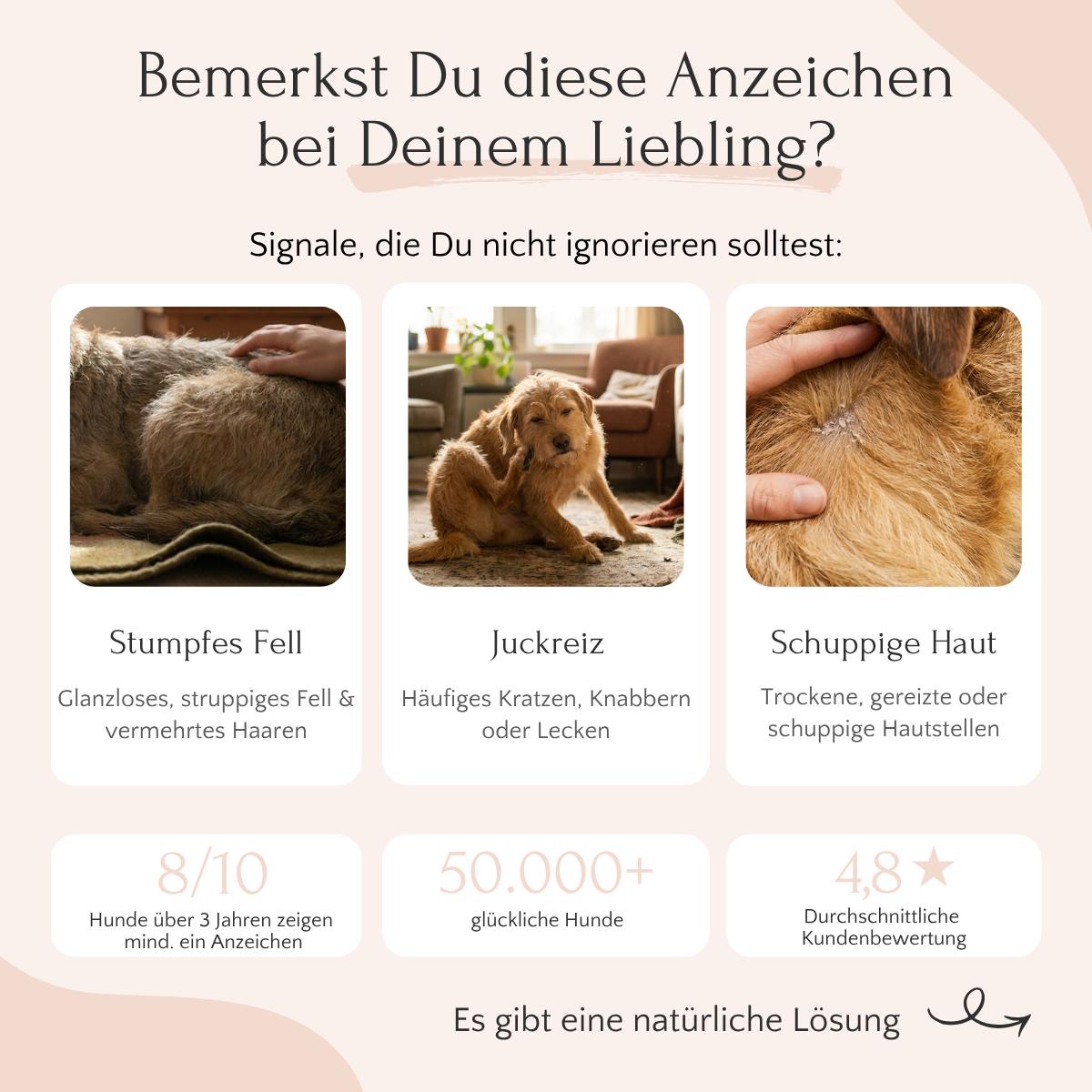 Drei Fotos von Hunden, Infos zu Haut & Fell, Bewertungen zum Fit & Vital Bundle von FAVLY Petfood.