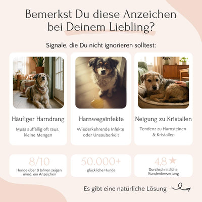 Drei Bilder mit UROCARE Pulver von FAVLY Petfood - Infos zu Niere, Blase & Gesundheit von Hunden.