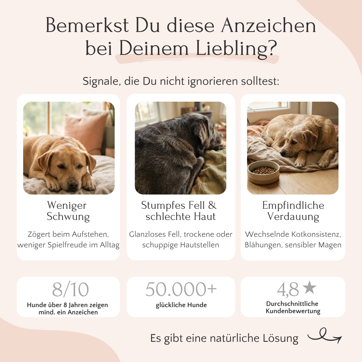 Drei Hunde liegen auf Decken, dazu ein Text zu LongV+ von FAVLY Petfood für Verdauung und gesundes Fell.