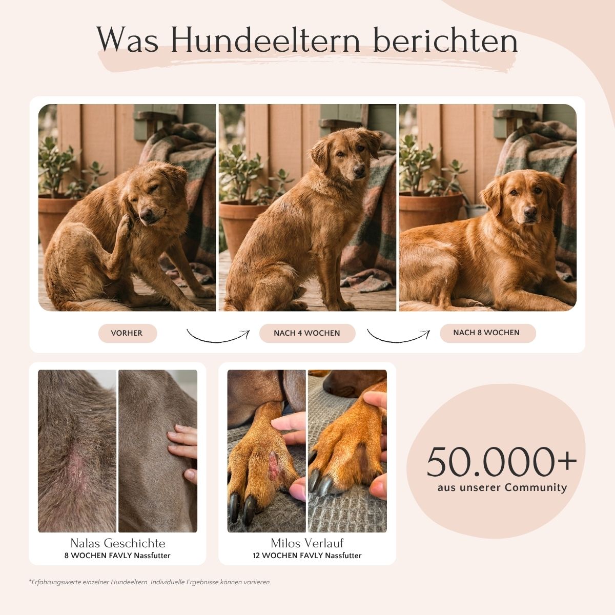 Dreiteilige Bildreihe eines Hundes nach 8 Wochen mit FAVLY Petfood Pute mit Karotte, Birne & Leinsamen.