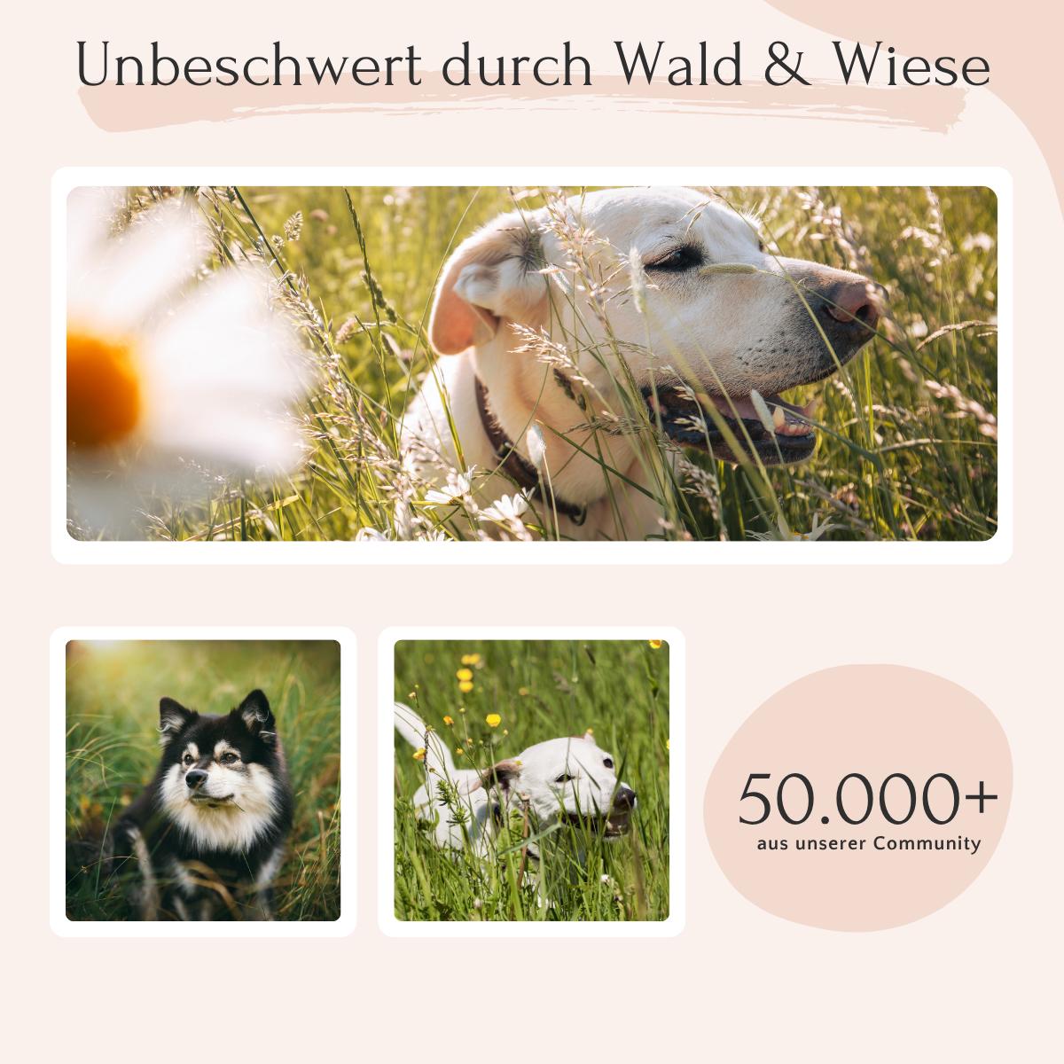 Ein Hund und eine Katze entspannen sich auf einer Wiese, genießen unbeschwerte Momente und FAVLY Petfood ZecOFF Zecken & Lästlinge für Hunde.