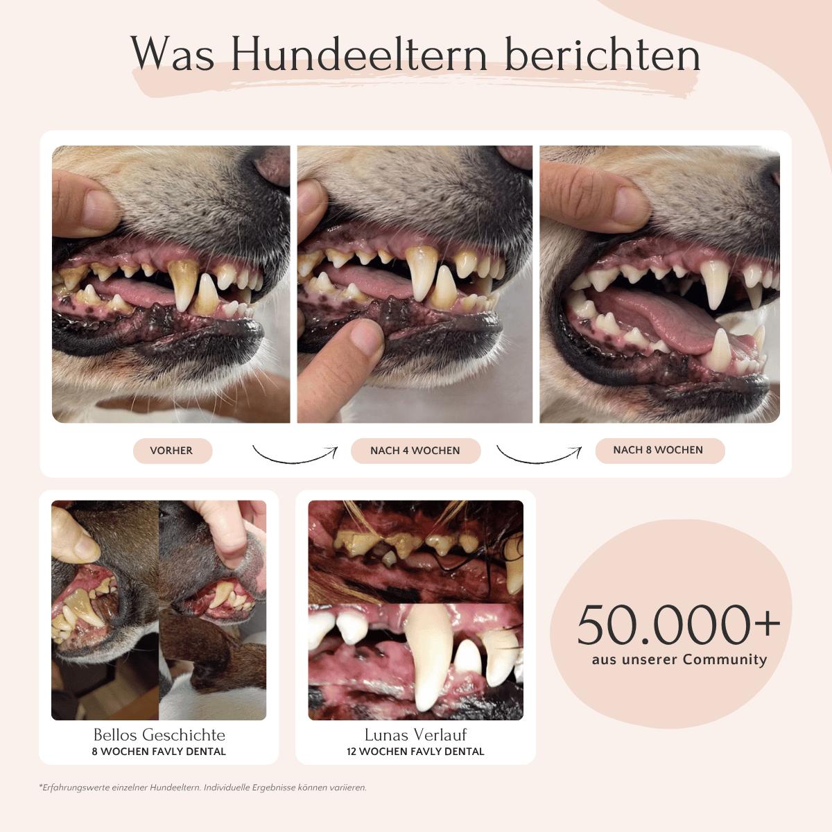 Fotos zeigen sauberere Hundezähne mit weniger Zahnbelag nach 8 Wochen FAVLY Petfood DENTAL Pulver, sowie Anwenderberichte.
