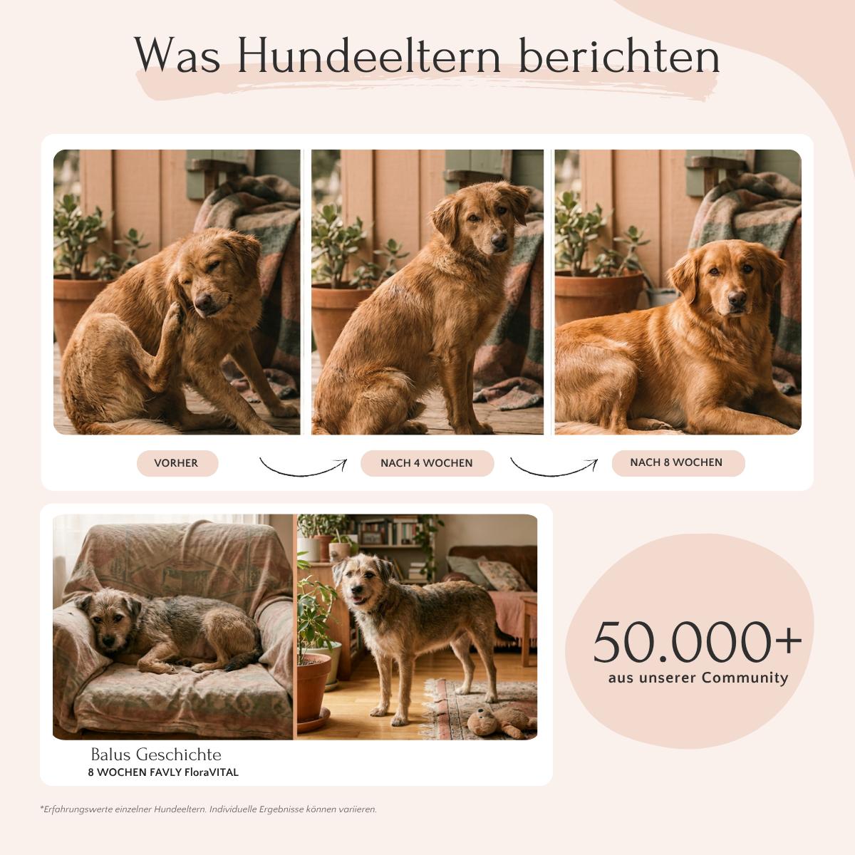 Drei Fotos zeigen einen braunen Hund vor und nach der Einnahme von FloraVITAL Pulver von FAVLY Petfood; die Darmgesundheit verbessert sich in 8 Wochen.