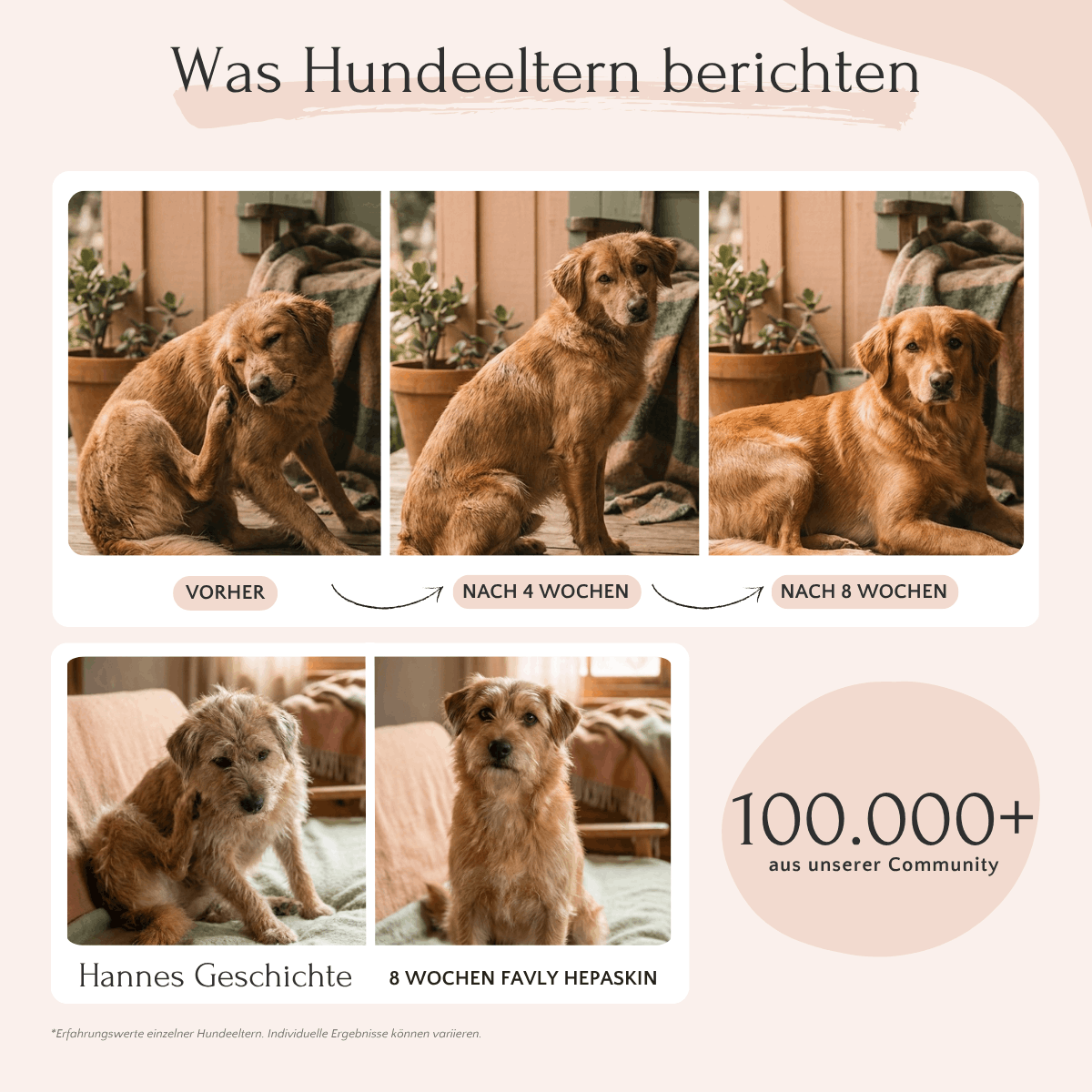 In 8 Wochen unterstützt HEPASKIN Pulver von FAVLY Petfood die natürliche Entgiftung und sorgt für glänzendes Fell beim Hund.