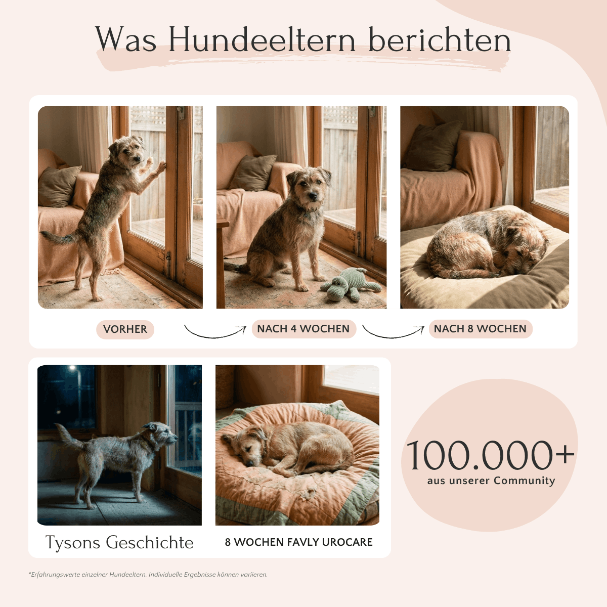 Vier Bilder: Mit UROCARE-Pulver von FAVLY Petfood für Nieren und Blase nach 4 und 8 Wochen.