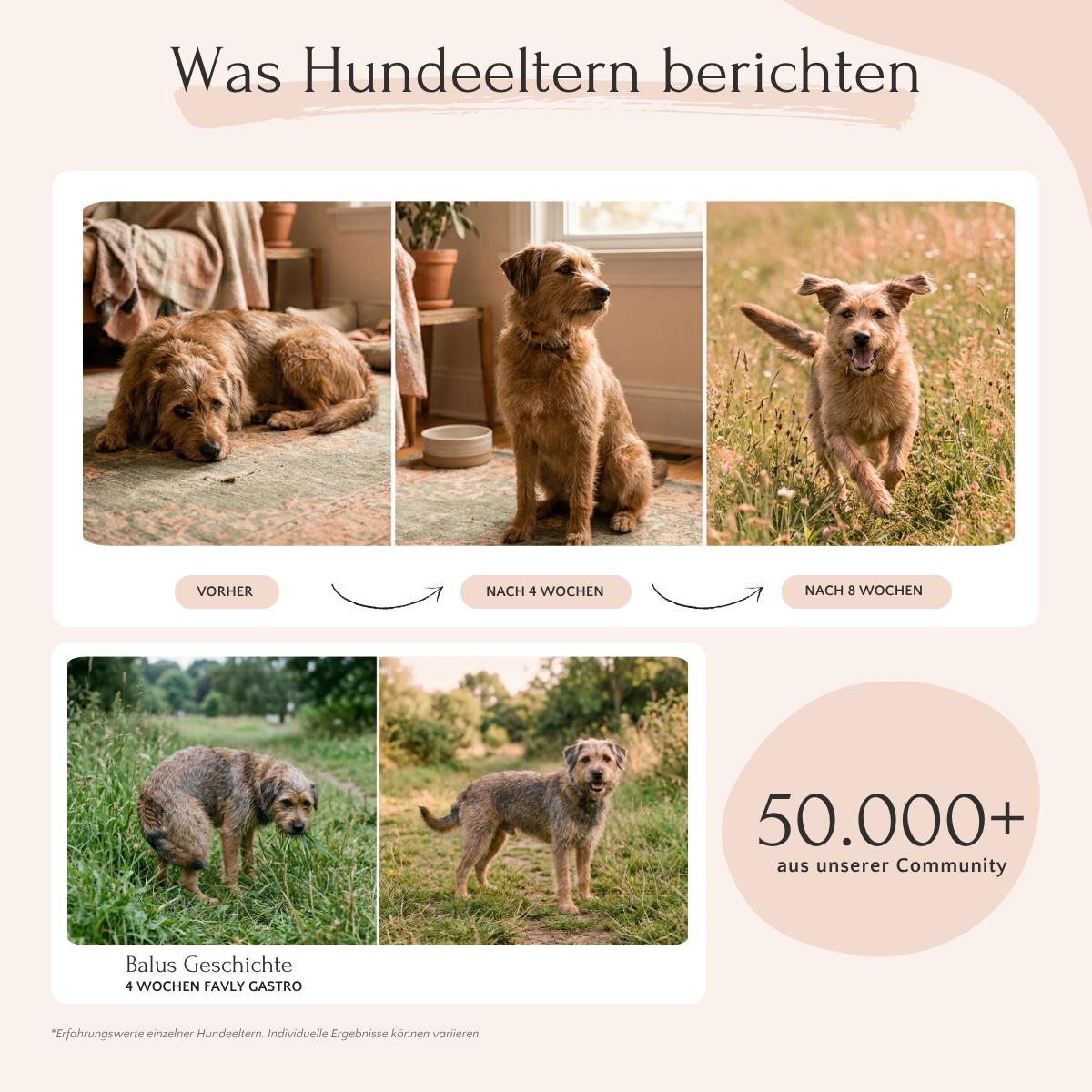 Sehen Sie die Fortschritte Ihres Hundes nach 4 und 8 Wochen mit FAVLY Petfood GASTRO Pulver und schließen Sie sich 50.000+ zufriedenen Tierhaltern an!.