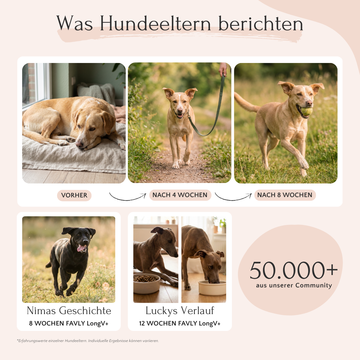 Drei Fotos zeigen die Fortschritte eines braunen Hundes mit LongV+; zwei weitere zeigen fröhliche schwarz-braune Hunde beim Spielen. FAVLY Petfood.