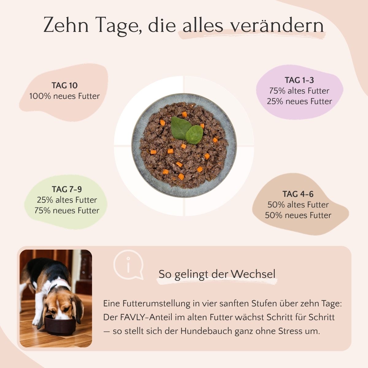 Ein 4-Schritte-Plan zur Futterumstellung mit FAVLY Petfood Wild mit Amaranth, Brokkoli & Leinöl.