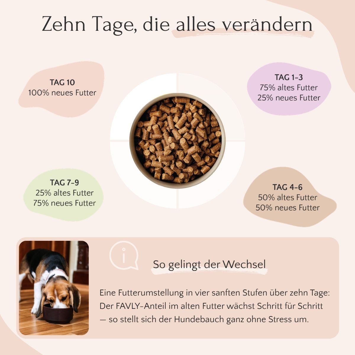 Diagramm zur 10-Tage-Futterumstellung mit Phasen und Hund, der FAVLY Weidelamm mit Rote Beete frisst.
