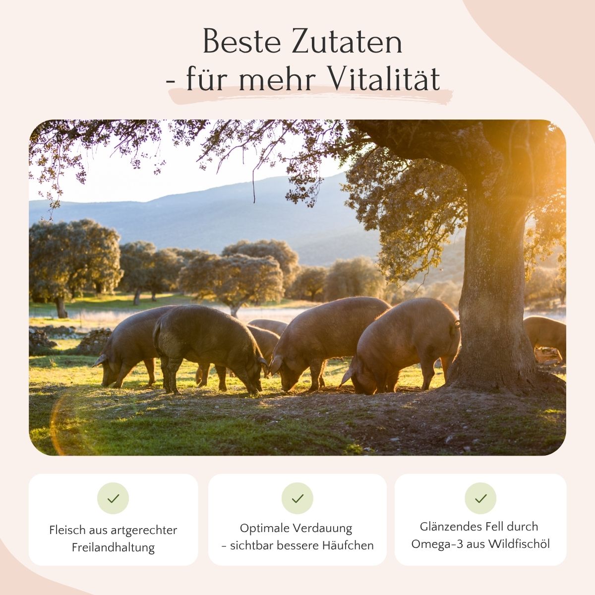 FAVLY Petfood Freiland-Iberico mit Kürbis, Hanföl & Apfel: glutenfrei, kaltgepresst, natürlich gesundes Hundefutter.