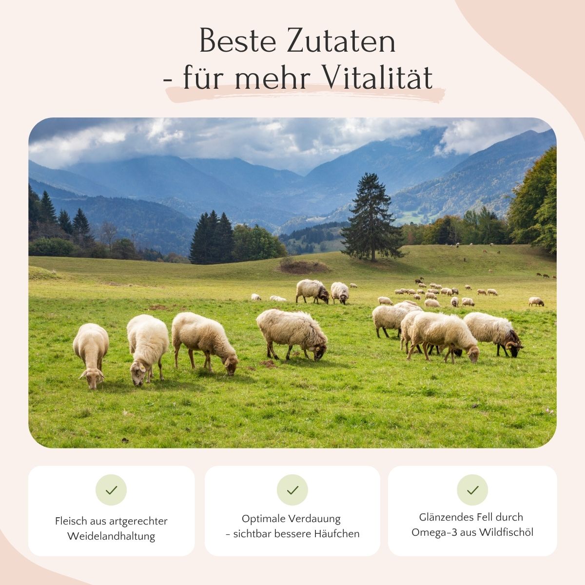 Schafe grasen auf der Weide, perfekt für FAVLY Petfood Weidelamm mit Rote Beete, Karotte & Hanföl (kaltgepresst).
