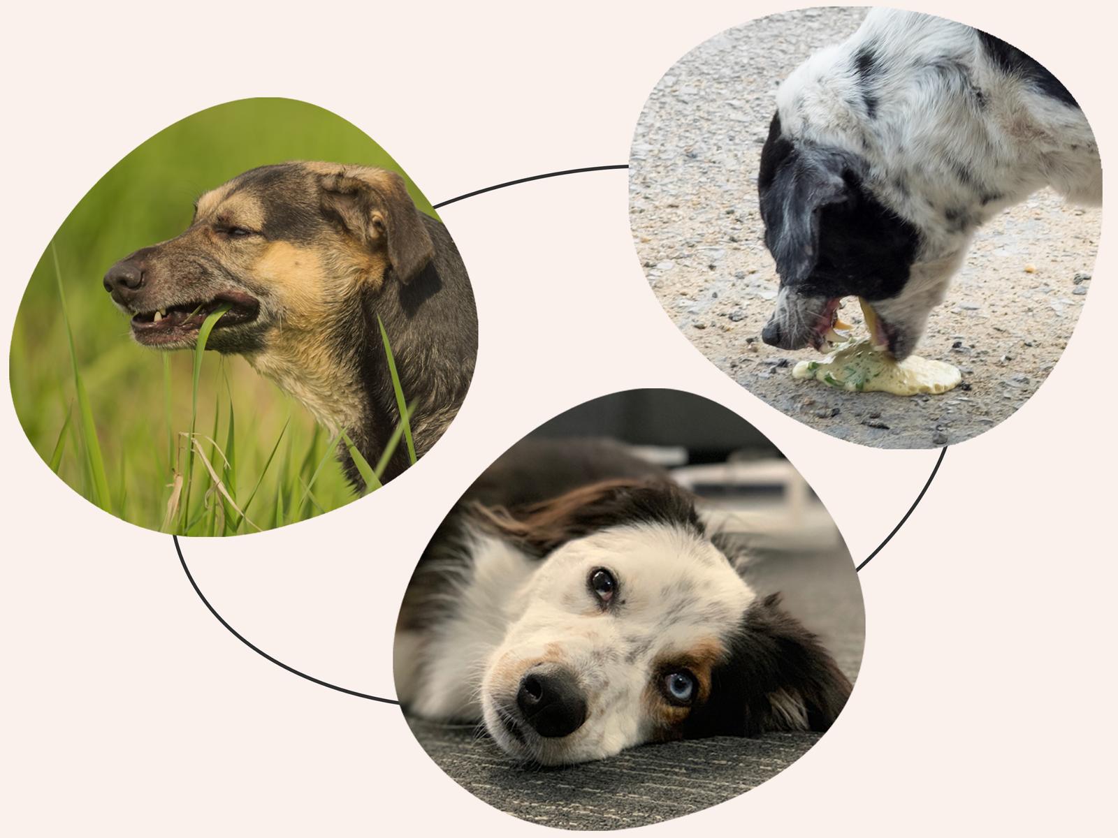 Drei Hunde: einer im Gras, ein anderer frisst etwas auf dem Bürgersteig und ein dritter liegt mit neugierigem Gesichtsausdruck da.