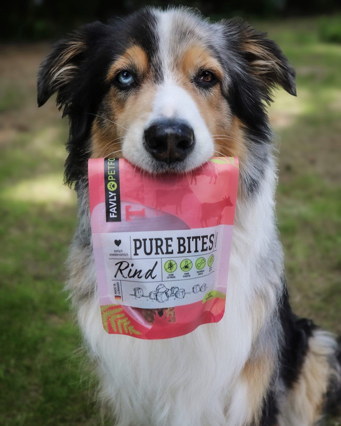 Hund, der eine Tüte mit Leckerlis von Pure Bites Rind im Maul hält und draußen auf dem Gras sitzt.