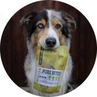 Ein Hund, der eine Tüte „Pure Bites“-Tierfutter mit Lamm im Maul hält.