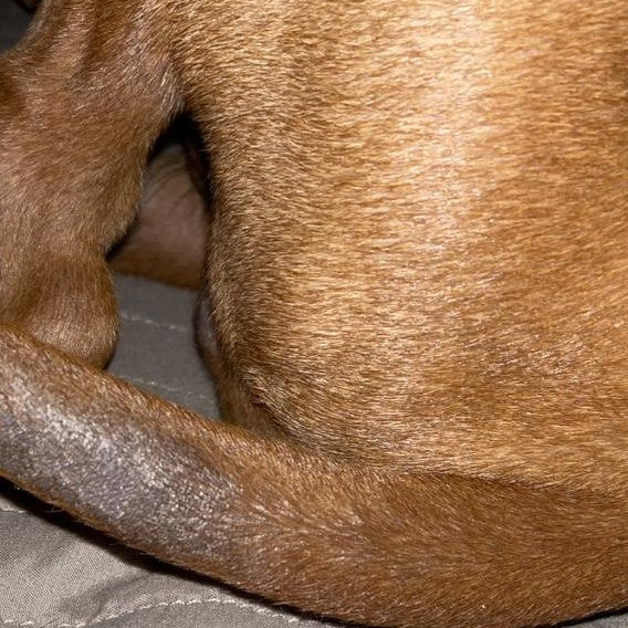 Nahaufnahme des Rückens und Schwanzes eines braunen Hundes, der auf einer grauen Oberfläche liegt.