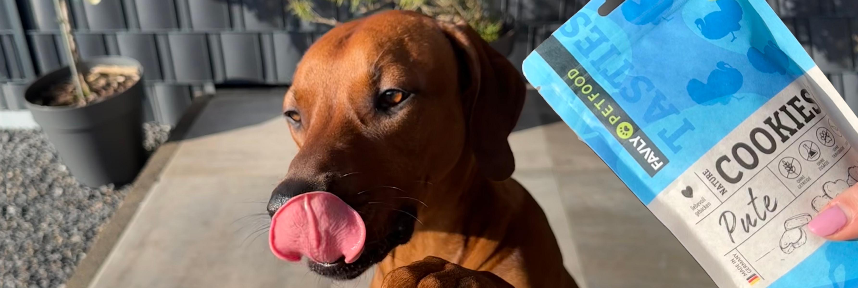 Ein brauner Hund leckt seine Nase, während er auf eine Packung Hundekuchen blickt, die in der Hand einer Person gehalten wird.