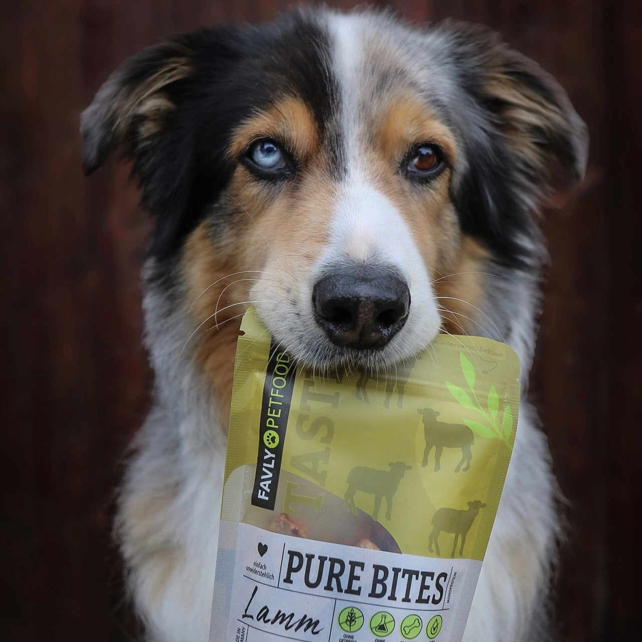 Hund, der eine Packung Tierfutter mit Lammgeschmack im Maul hält, mit einem blauen und einem braunen Auge.