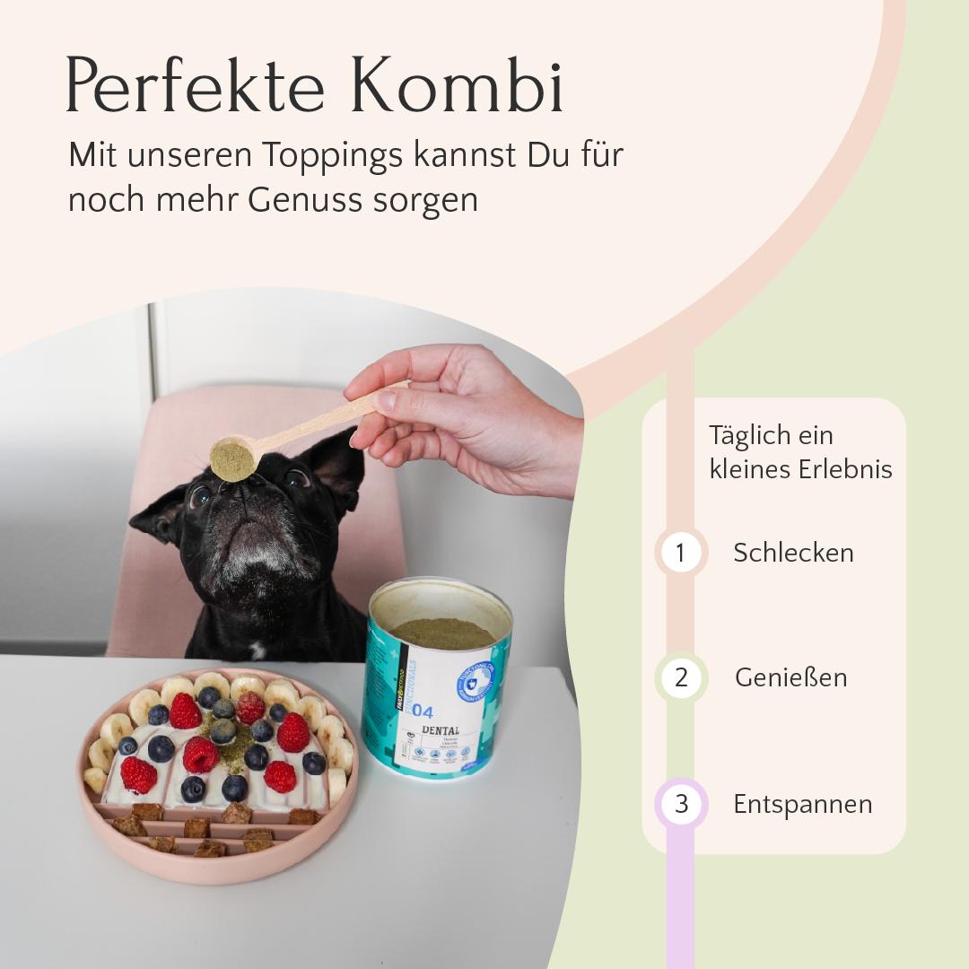 Eine schwarze französische Bulldogge wartet sehnsüchtig darauf, dass das Fit & Vital Bundle von FAVLY Petfood die Darmgesundheit ihres Hundes unterstützt.