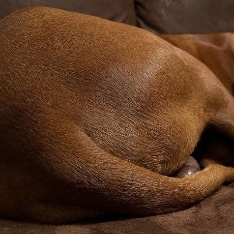 Nahaufnahme eines braunen Hundes, der zusammengerollt auf einem braunen Sofa liegt und dessen Rücken und Schwanz zu sehen sind.