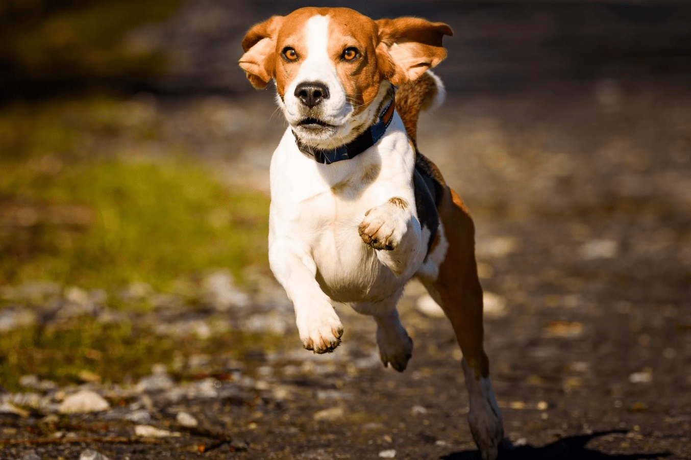 Ein Beagle mit blauem Halsband läuft an einem sonnigen Tag auf die Kamera zu.