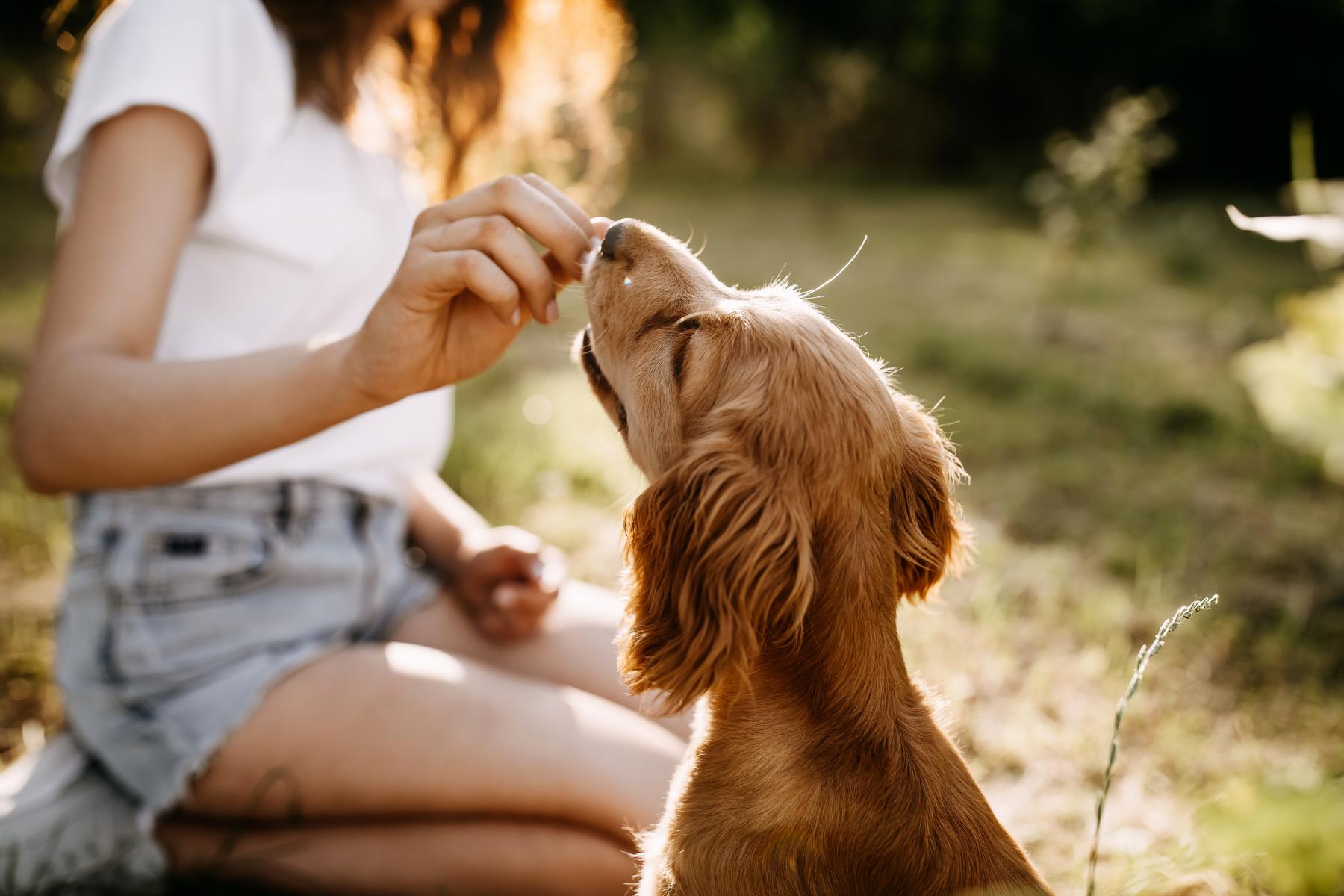 Person, die einem braunen Hund, der an einem sonnigen Tag draußen sitzt, ein Leckerli gibt.